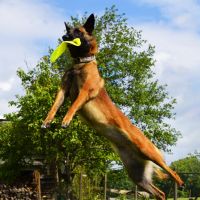 Dog sport articles and accessories for dog training area.