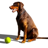 Aids and accessories from Speed Dogsport® in the Dog Sports Store